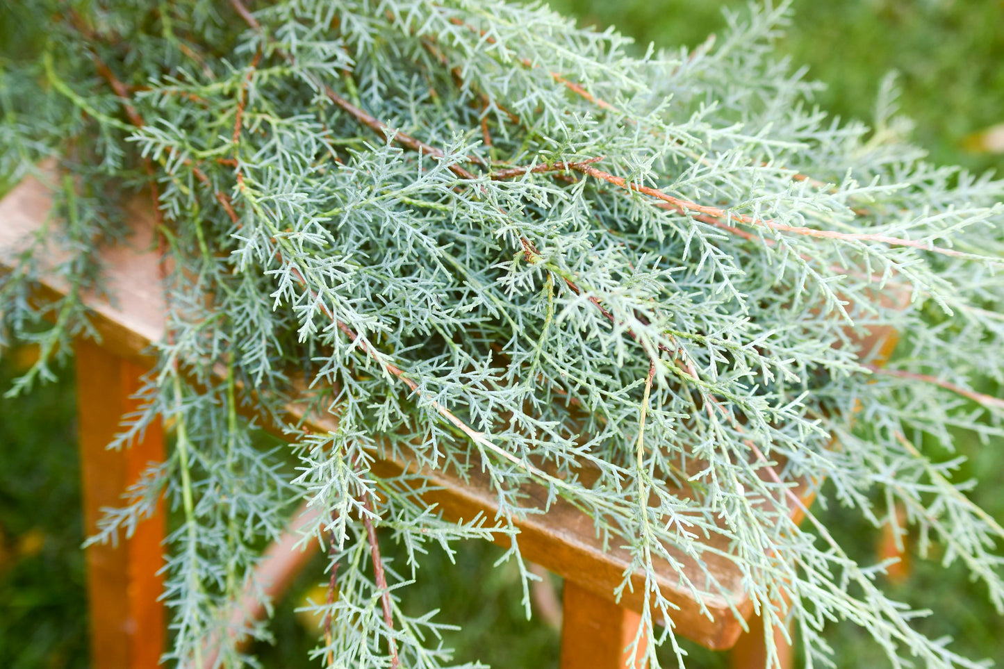 1 Carolina Sapphire Cypress Tree