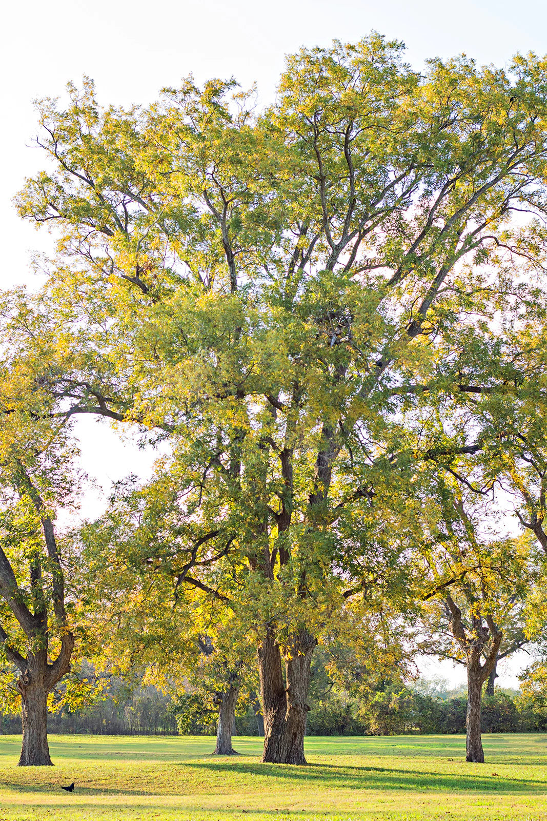 1 Hardy Pecan Tree 12-24" Tall Carya illinoinensis