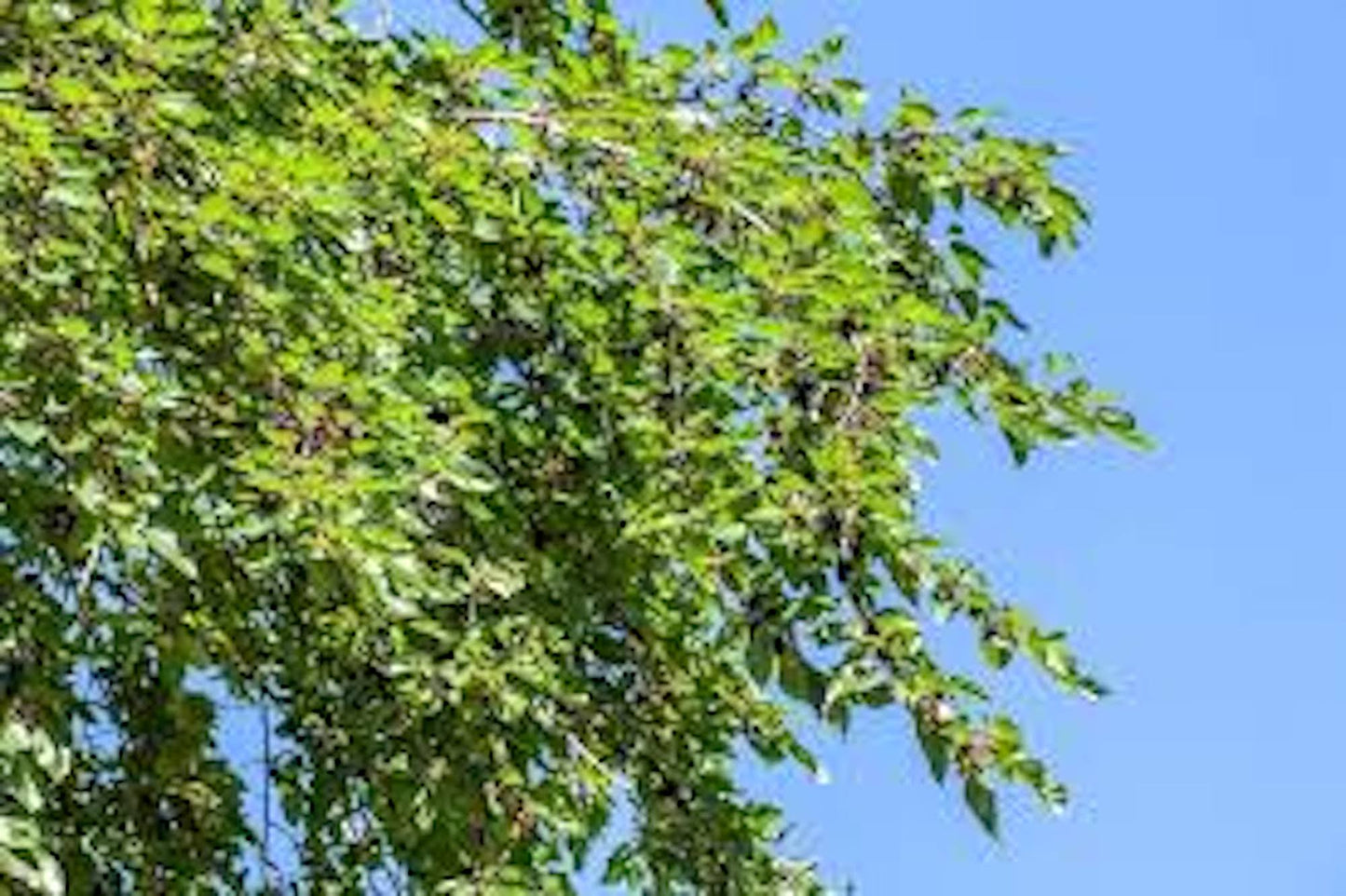 10 Illinois Everbearing Mulberry Tree 12-24" Tall
