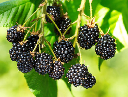 1 Apache Blackberry Starter Plant Thornless
