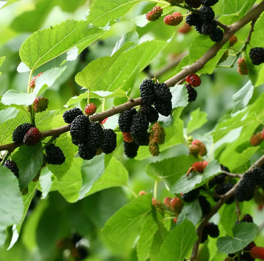 1 Dwarf Everbearing Mulberry Tree Starter Plant Morus spp.