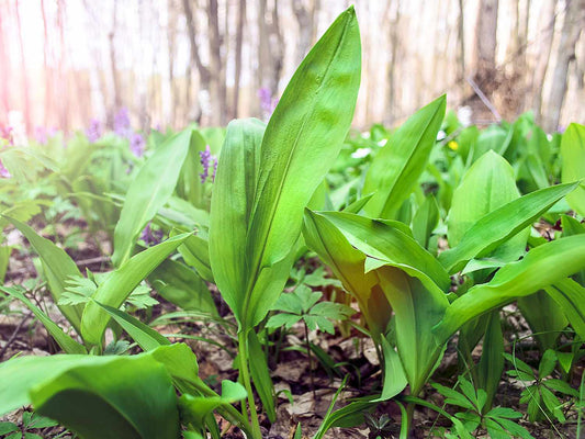 5 Wild Ramp Bulbs Only Bare Root Wild Leeks Allium tricoccum for planting