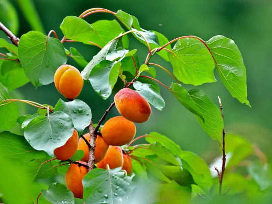 1 Apricot Tree Fruit Starter Plant Prunus armeniaca 12-24in Tall Starter Tree