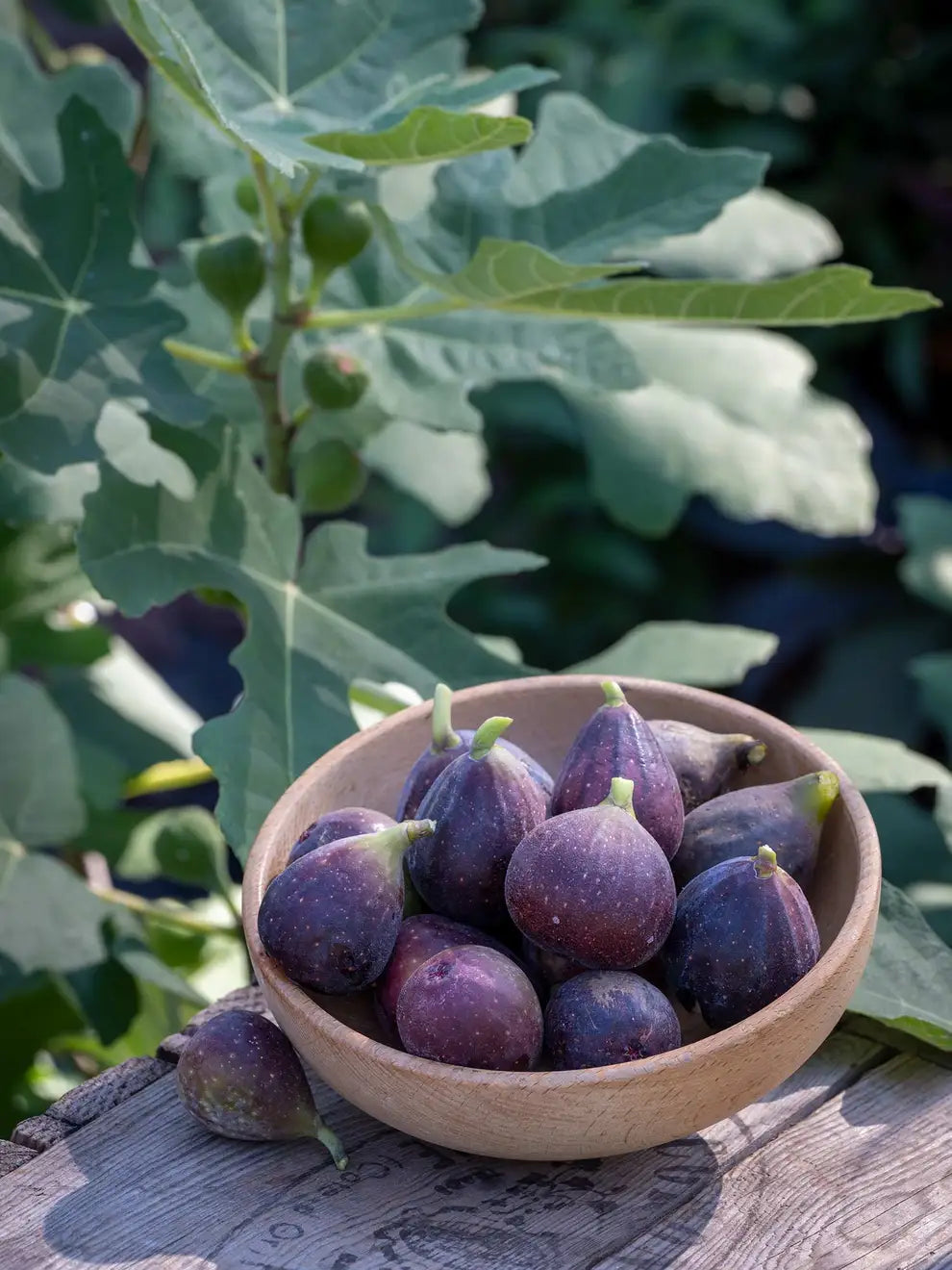 5 Fignomenal Dwarf Fig Tree Starter Plant Ficus carica 'Fignomenal'