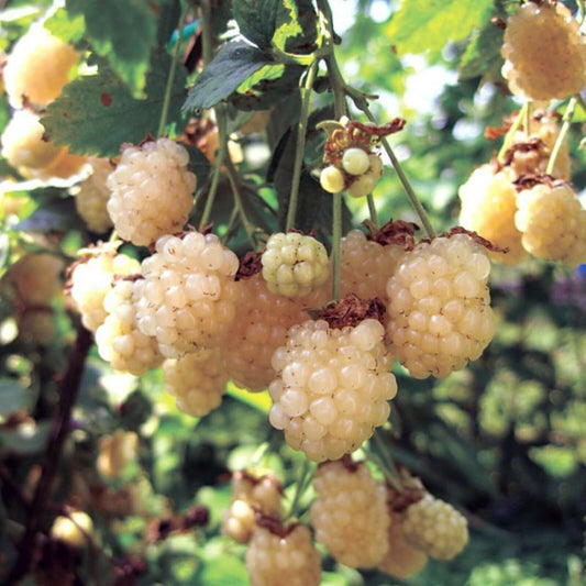 1 Snowbank White Blackberry Starter Plant Thornless