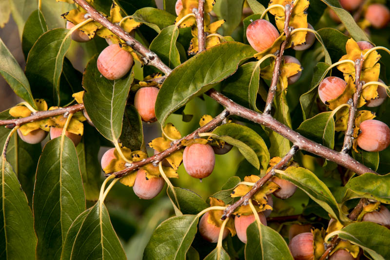 1 American Persimmon Tree 12-24" Tall Diospyros virginiana