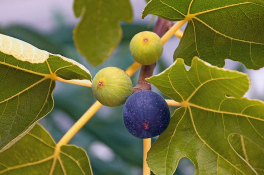 1 Brown Turkey Fig Tree Starter Plant Ficus carica 'Brown Turkey'
